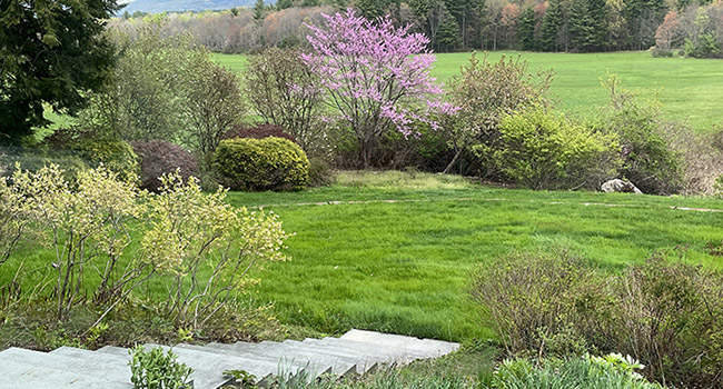 Landscape, flowering trees, and a view beyond.